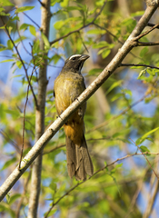 Saltator grandis