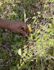 Peniocereus striatus
