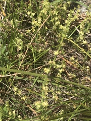 Galium gaudichaudii gaudichaudii