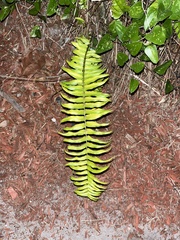 Nephrolepis exaltata