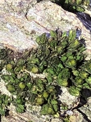 Nyholmiella obtusifolia