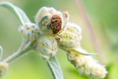 Orsilochides stictica