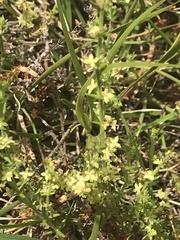 Galium gaudichaudii gaudichaudii