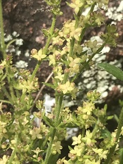 Galium gaudichaudii gaudichaudii