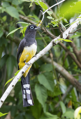 Trogon melanocephalus