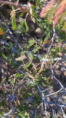 Calliandra eriophylla