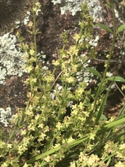 Galium gaudichaudii gaudichaudii