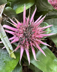 Aechmea fasciata