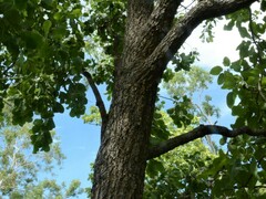 Terminalia ferdinandiana