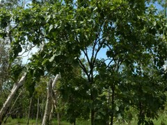 Terminalia ferdinandiana
