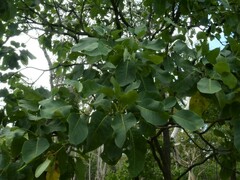Terminalia ferdinandiana