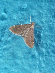 Steniodes declivalis