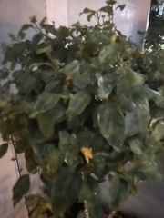 Cordia sebestena