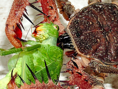 Acanthophrynus coronatus