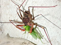 Acanthophrynus coronatus