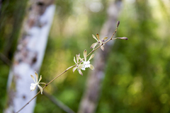 Encyclia