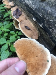 Hapalopilus rutilans