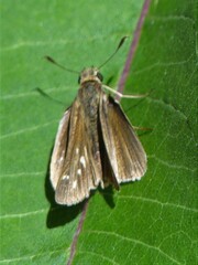 Panoquina panoquin