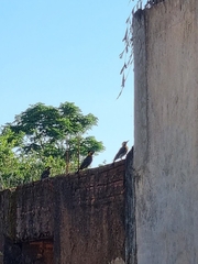 Colaptes campestris campestris