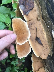 Hapalopilus rutilans