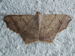 Psamatodes abydata