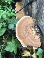 Hapalopilus rutilans