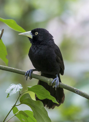 Amblycercus holosericeus