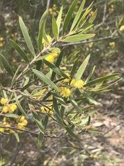 Acacia lanigera