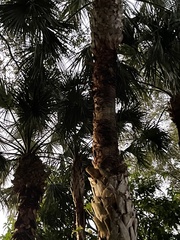 Sabal palmetto