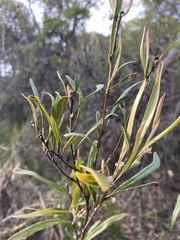Grevillea oleoides