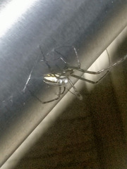 Leucauge dromedaria