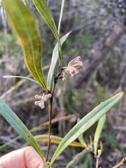 Grevillea oleoides