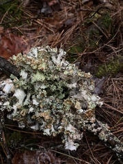 Platismatia tuckermanii