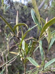 Grevillea oleoides