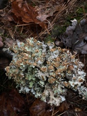 Platismatia tuckermanii