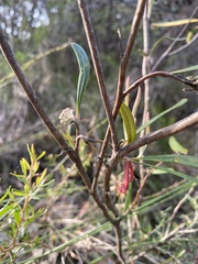 Grevillea oleoides