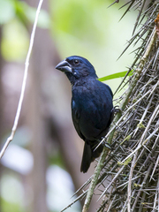 Cyanoloxia cyanoides