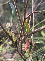 Grevillea oleoides