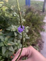 Stachytarpheta cayennensis