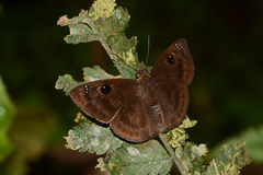 Morvina morvus
