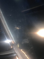 Aedes vexans