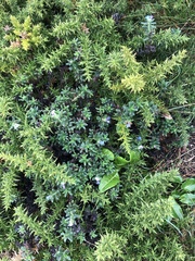 Glandora prostrata