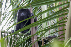 Alouatta pigra