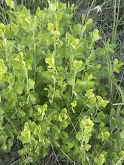 Baccharis glomeruliflora