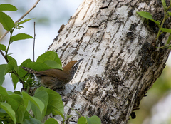 Pheugopedius maculipectus