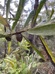 Hakea dactyloides