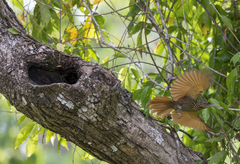 Xiphorhynchus flavigaster