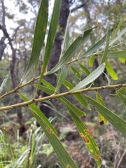 Hakea dactyloides