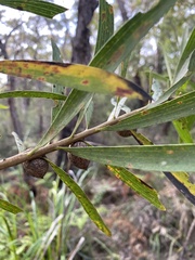 Hakea dactyloides