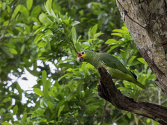 Amazona autumnalis autumnalis